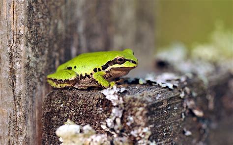 Shallow Focus Photography Of A Green Frog On Brown Wood Scrap Hd