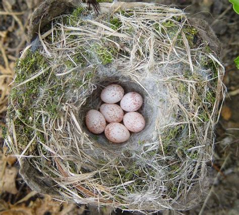 The Chickadee Nest Chickadee Nesting Habits Daily Birder