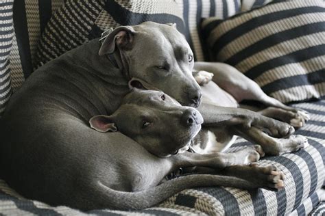 Pit Bull Cuddle Puddle Flickr Photo Sharing