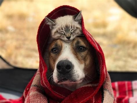 Top 50 Dog And Cat Memes Can Dog And Cat Be Friends