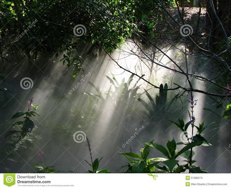 Foggy Mist In A Forest Rainforestwoods Stock Photo Image Of Shade