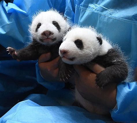 Esta Guardería De Bebés Panda En China Es Lo Más Tierno Que Vas A Ver