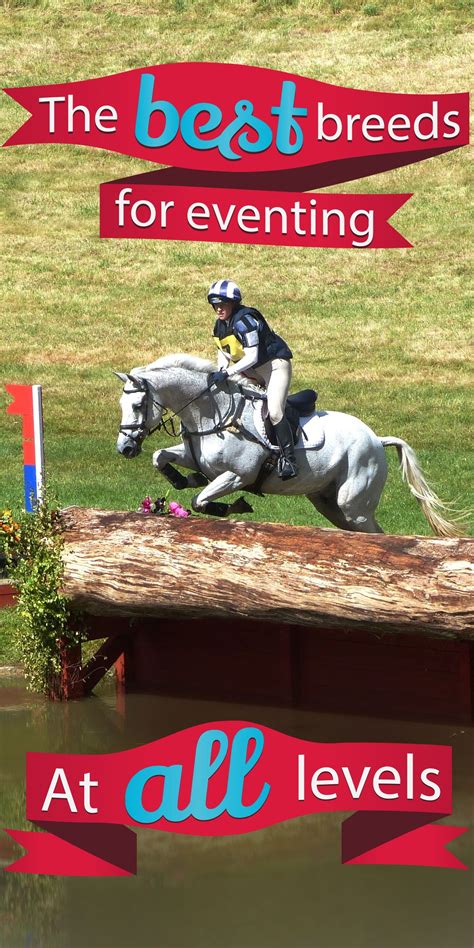 The 12 Best Breeds For Eventing For Every Level Horse Factbook