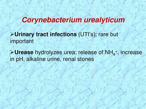 Ppt Corynebacterium Erysipelothrix And Listeria Powerpoint Presentation