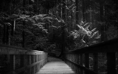 Trees Dark Forest Path Monochrome 2560x1600 Wallpaper Nature Forests