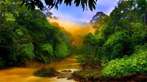 Hutan Hujan Lembah Sungai Hd Wallpaper Desktop Lebar Definisi Tinggi