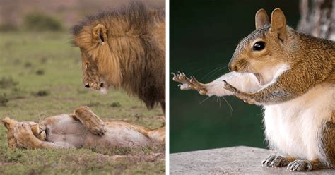 These Are The Finalists Of The Comedy Wildlife Photography Awards Comedy Wildlife Photography