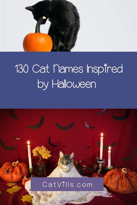 130 Halloween Inspired Cat Names For Male And Female Kitties Cat Names