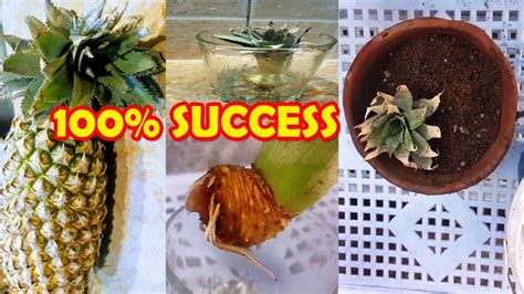 Pineapple Plant Grow Pineapples Sprouting Seeds Youtube