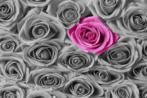 Roses Pink And Grey Delightful Wall Mural Photowall