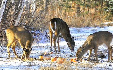 Inexpensive Way To Feed Deer Besthuntingadvice