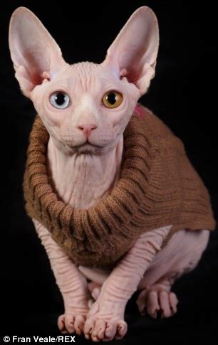 sphynx cat   fur   wardrobe  jackets  choose  daily mail