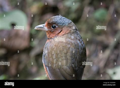 The Giant Antpitta Is A Rare And Seldom Seen Antpitta And Among The