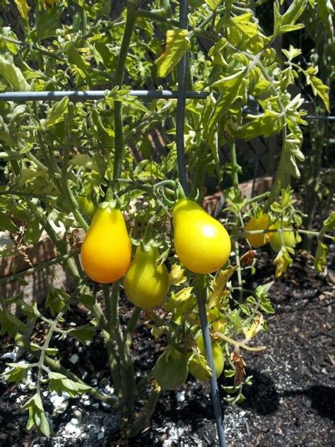 Yellow Pear Heirloom Tomatoes Heirloom Tomatoes Tomato Vegetables