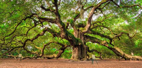 Top 10 Most Amazing Trees In The World