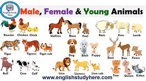 Baby Animals Names With Pictures English Study Here