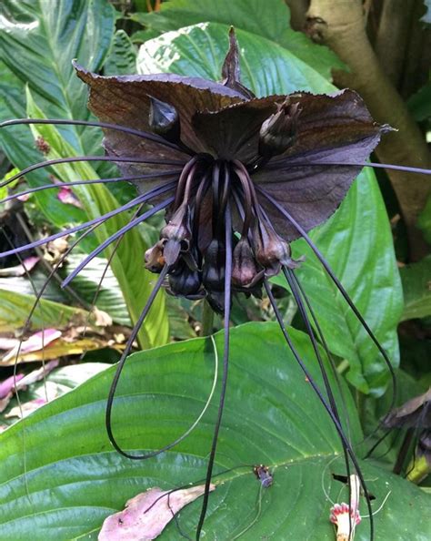 Black flowers for sale sydney. Tacca chantrieri The black bat flower from Southeast Asia ...