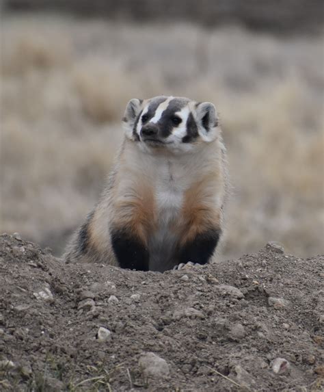 American Badger Taxidea Taxus Wind Cave National Park Us
