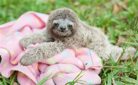 Paralyzed Baby Sloth Learns To Climb With Just His Arms