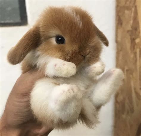 19 Cute Baby Bunnies Meowlogy