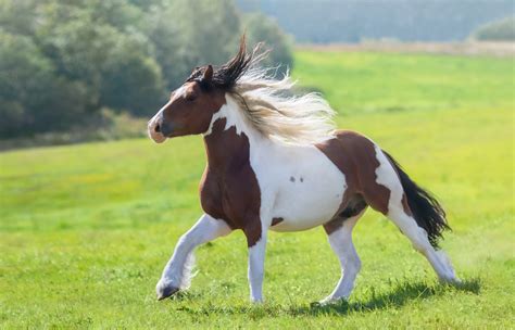 Black And White Horse Breeds Smarter Horse