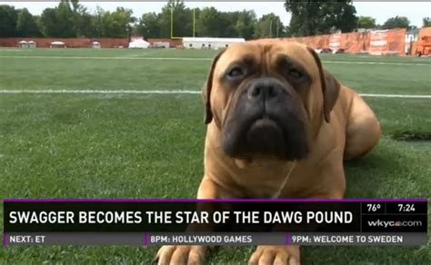 Meet The Browns New Mascot Swagger The Dog Fox Sports
