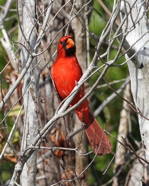 Northern Cardinal Male Northern Cardinal Male Cardinal Flickr