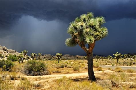 10 Top Rated California Desert Tourist Attractions Planetware