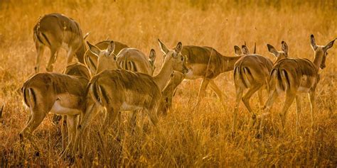 The Opportunities For African Wildlife Photography During Safaris At