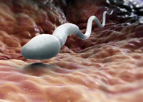 The Differences Between Semen And Sperm You Need To Know Latest