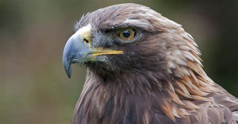 How Long Do Golden Eagles Live Golden Eagle Lifespan Birdfact