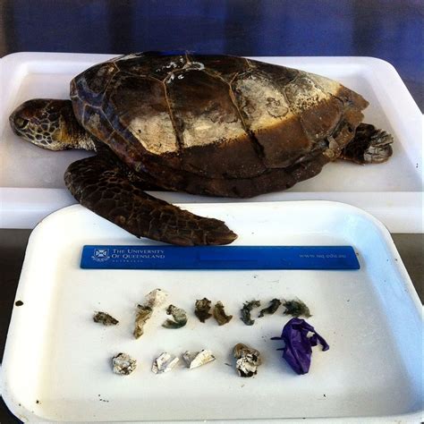 What The Shell How Much Is Too Much Plastic For Sea Turtles Csiroscope