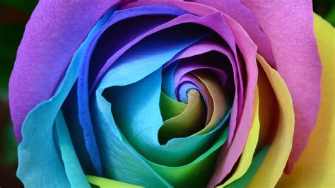 Download Free Hd Beautiful Rose Flower Wallpaper 1280x720 720p Hd