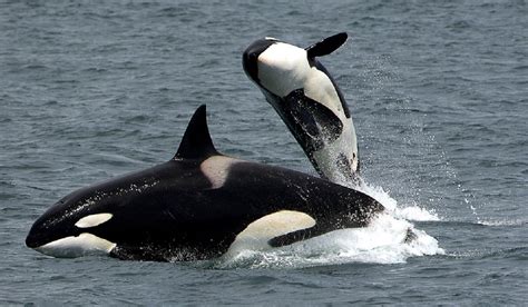 Gangs Of Aggressive Killer Whales Are Harassing Alaskan Fishermen For