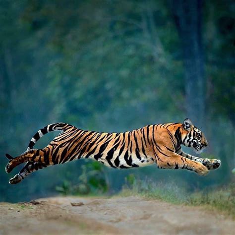 Tiger On The Run R NatureIsFuckingLit