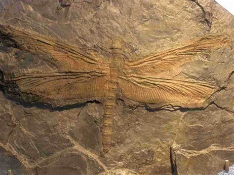 The Carboniferous Period When Giant Insects Ruled The Land And Sky