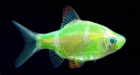 How To Tell If A Glofish Is Pregnant Aquarium Gear