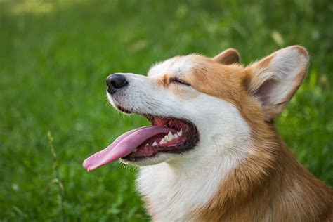 【犬図鑑】ウェルシュ・コーギーの歴史や性格、飼い方のポイント シェリー ペットの幸せを一緒に考える