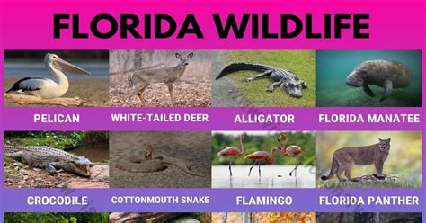 Florida Wildlife List Of 20 Animals That Live In Florida With