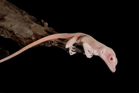 Meet The First Gene Edited Reptile An Albino Lizard