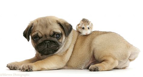 Pug Puppy And Roborovski Hamster Photo Wp43435