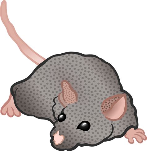Mouse Animal Rodent Cartoon Png Picpng