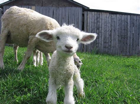The border leicester is a british breed of sheep. Leicester Longwool sheep | Incredible pictures | Pinterest