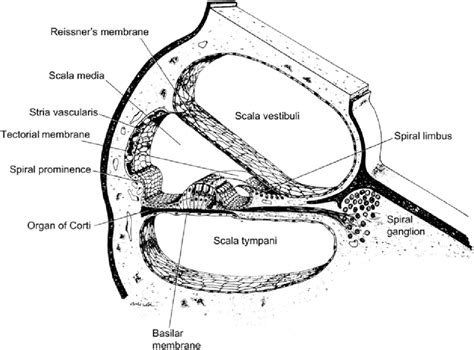 Cross Section Through The Mammalian Cochlea Showing The Three Cochlear