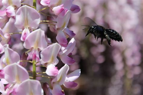 Insectes Volants Hyménoptères Mouches Teignes Neature