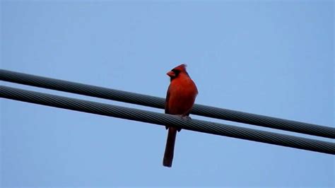 Cardinal Singing In The Morning Youtube