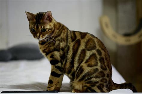 About The Breeds Of Bengal Cats Characteristics History Lifespan