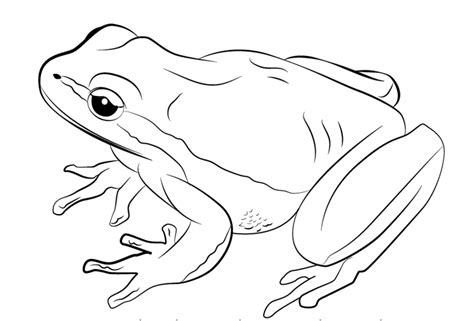 How To Draw A Cute Frog Dewey Agained