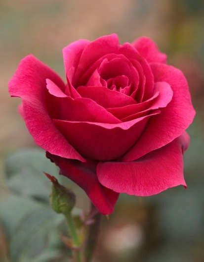 Meaning of rose in english. The meaning and symbolism of the word - «Rose»