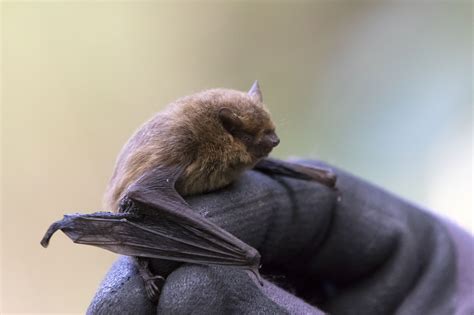 The Slow Extinction Of Bats From The United Kingdom Huffpost Uk News